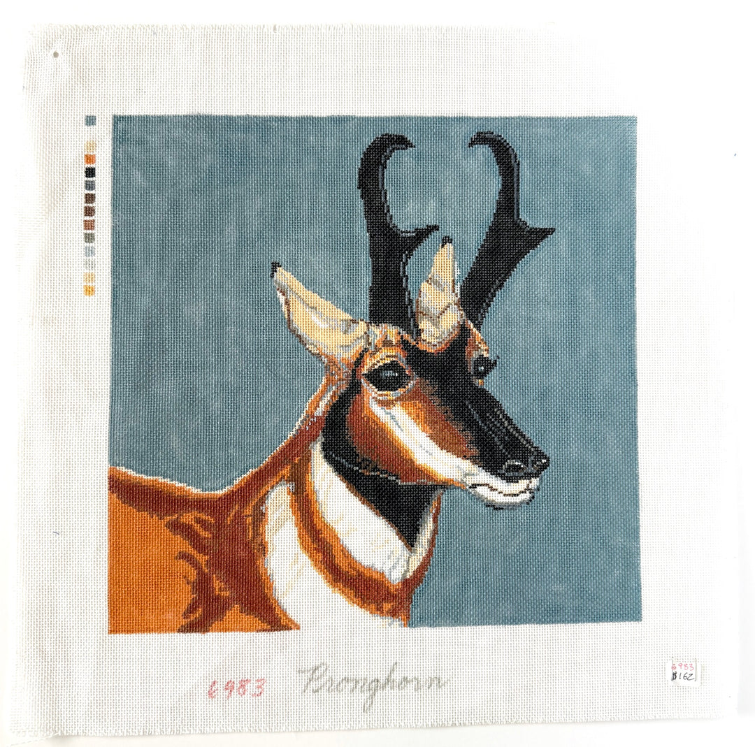 pronghorn