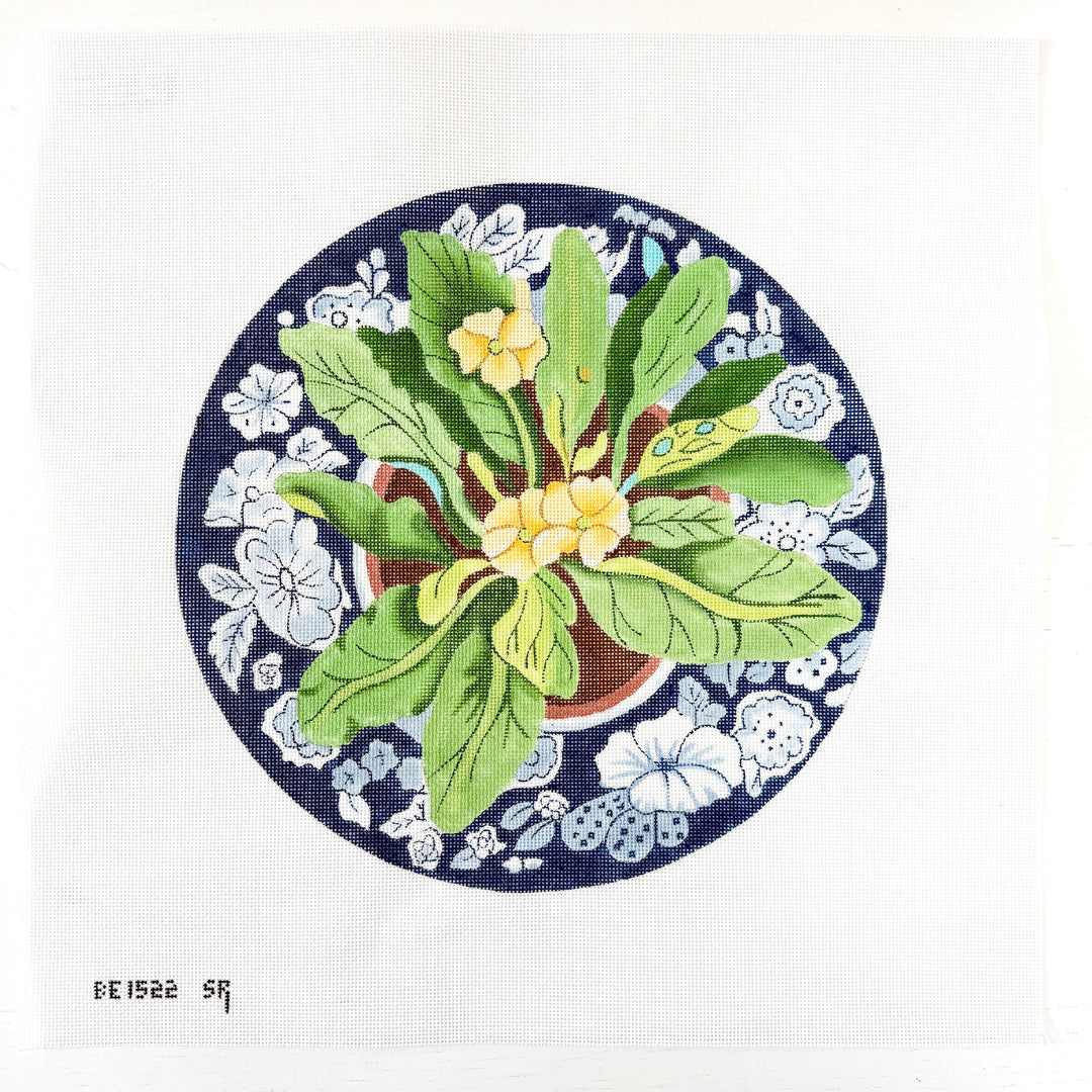 primrose on blue plate