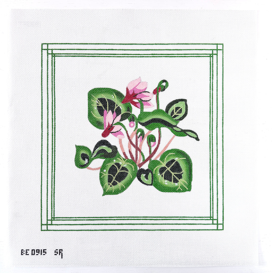 cyclamen