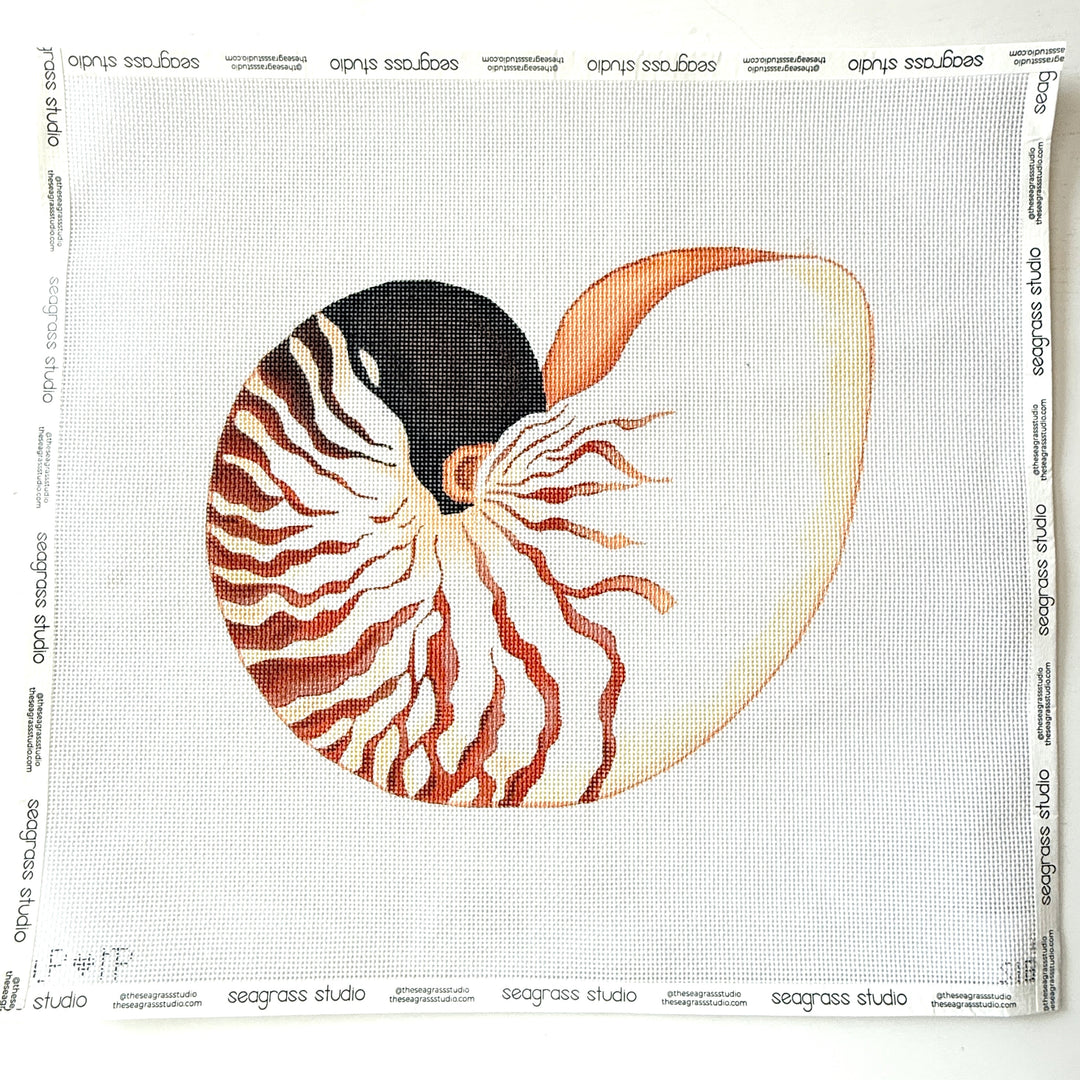 nautilus shell