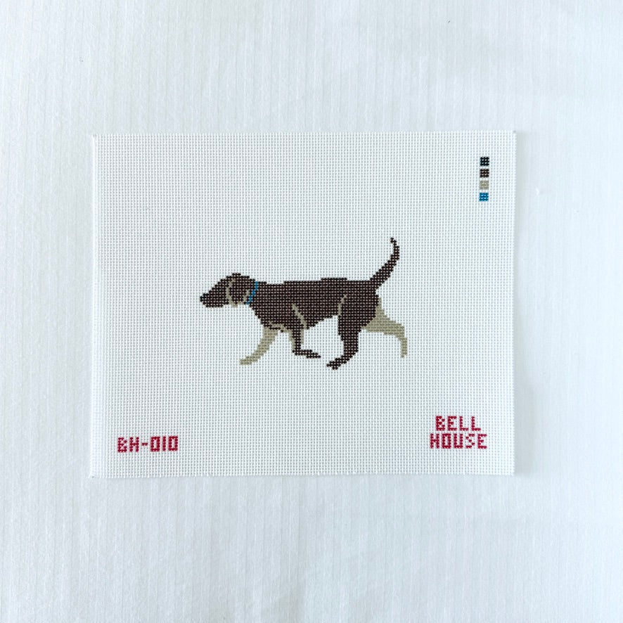 chocolate lab
