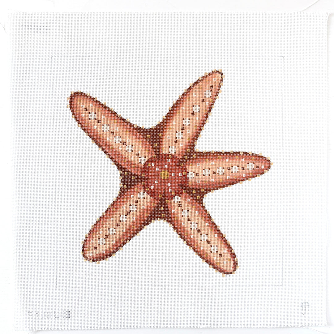 Brown Starfish