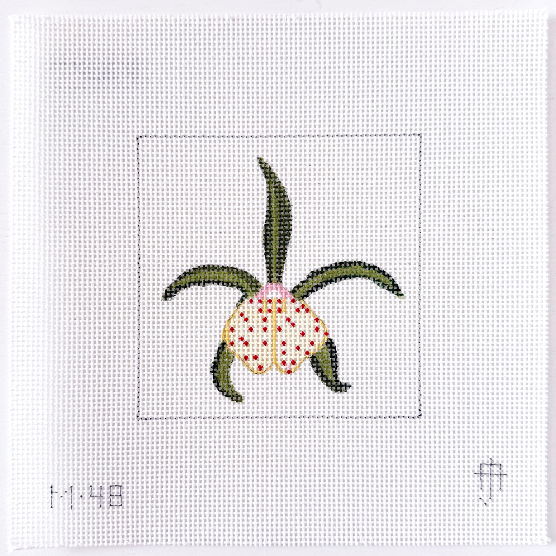 Green Orchid Mini